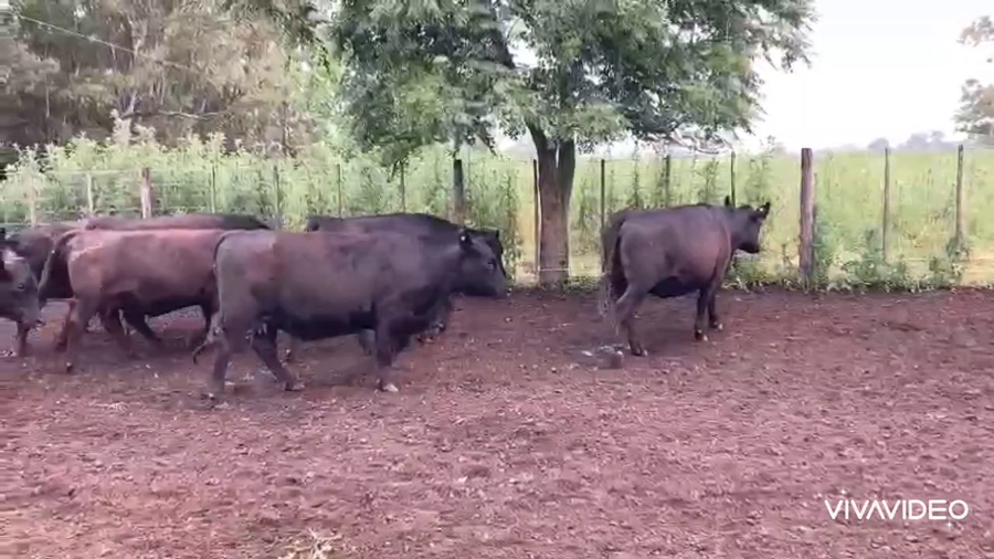 Lote 62 Vaquillonas C/ gtia de preñez