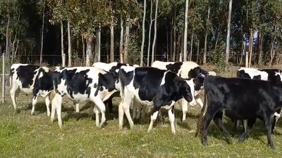 Lote 11 Terneros Holando a remate en #45 Pantalla Carmelo  220kg -  en Costas del Colla