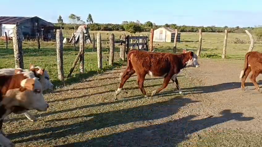 Lote 79 Terneros/as en Corrientes, Mercedes