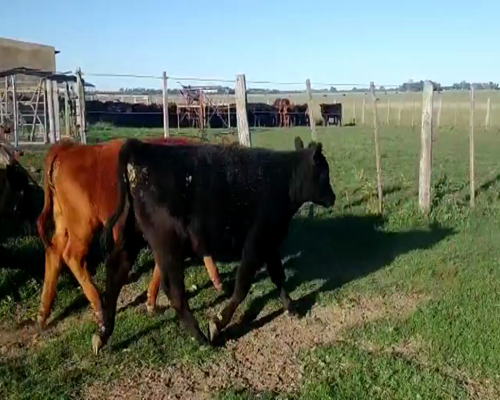 Lote 20 Terneros en Brandsen, Buenos Aires