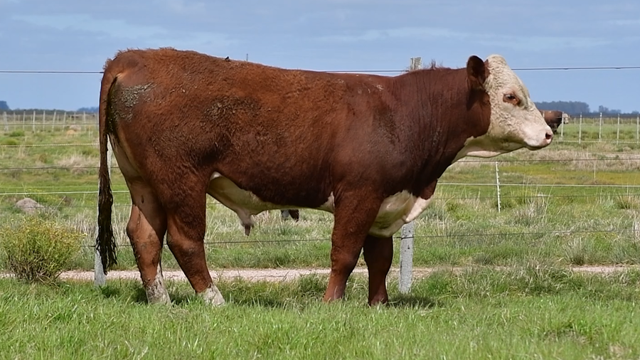 Lote Toros Hereford