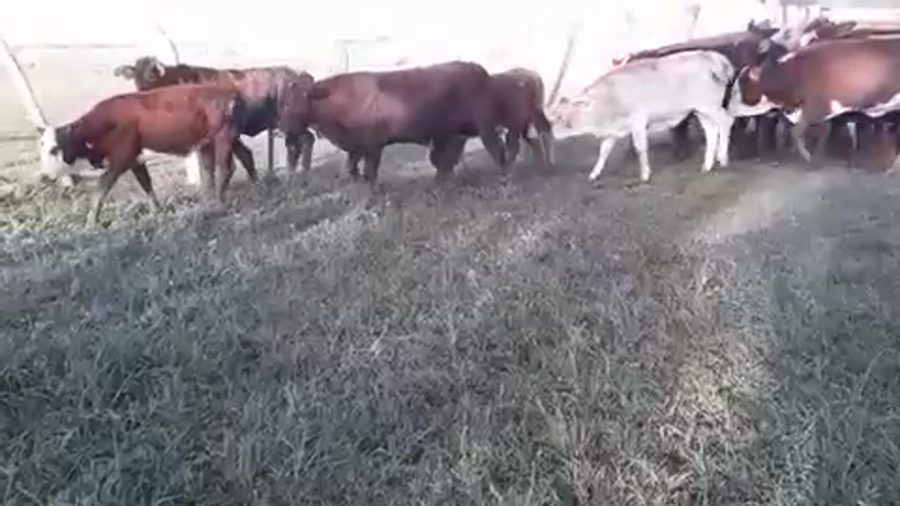 Lote 60 Terneros/as en Bella Vista, Corrientes