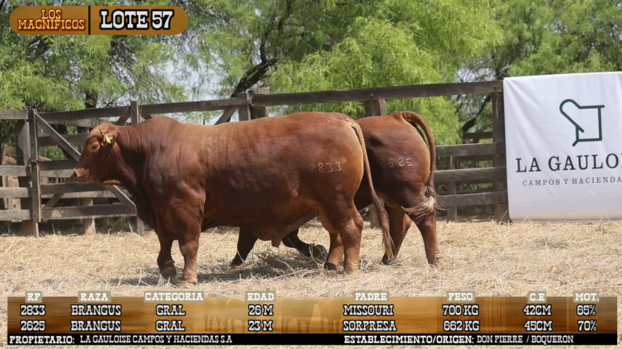 Lote LOTE 57 - VIVO