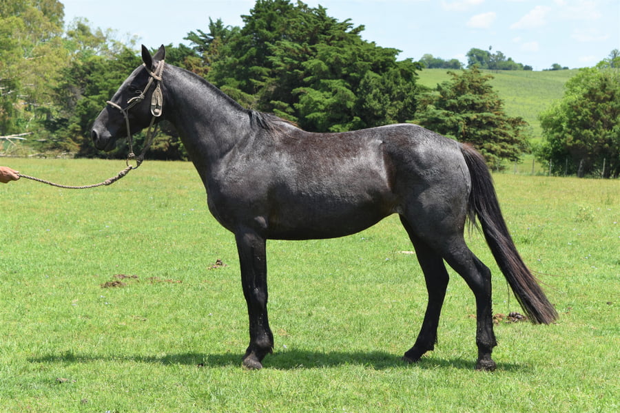 Lote RP 18 - MATASIETE EVIDIOSA