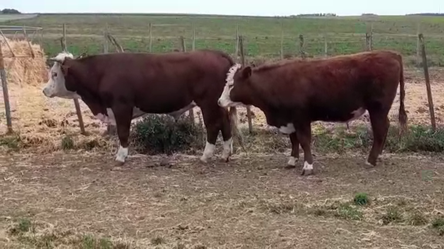 Lote (Vendido)2 Novillos Gordos a remate en PANTALLA FEDERICO GARLAND 415kg -  en AGRACIADA