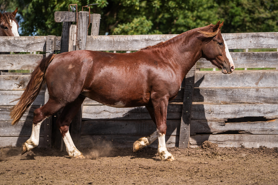Lote MENTADO PATAGON