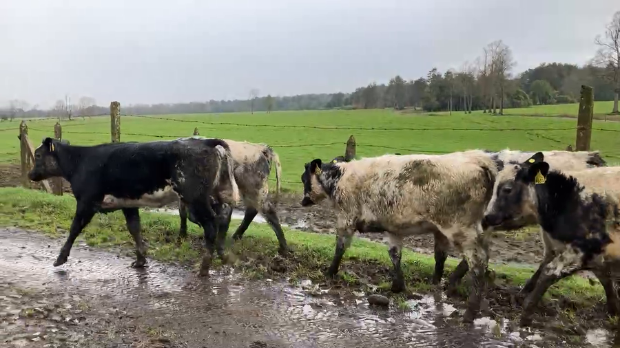 Lote 12 Ternera en Puyehue, X Región Los Lagos