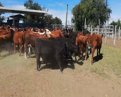 Lote 110 Terneros/as en Federal, Entre Ríos