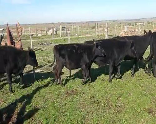Lote 18 Novillos 1 a 2 años en Colonia