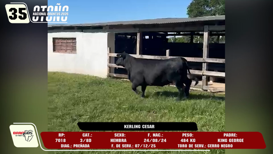 Lote LOTE 35 -DE CAMPO