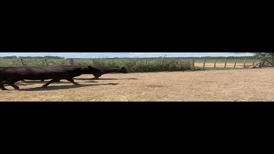 Lote 50 Vaquillonas P/Entorar en Brandsen