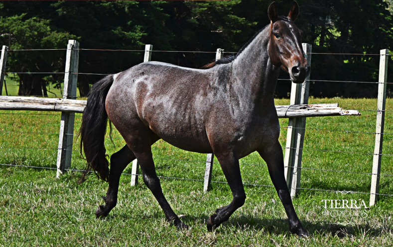 Lote Ventajosa taborda