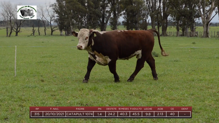 Lote Toros a remate en 6to Remate Anual Cabaña "El Trébol" de Martín Salto Stefani, Paysandú