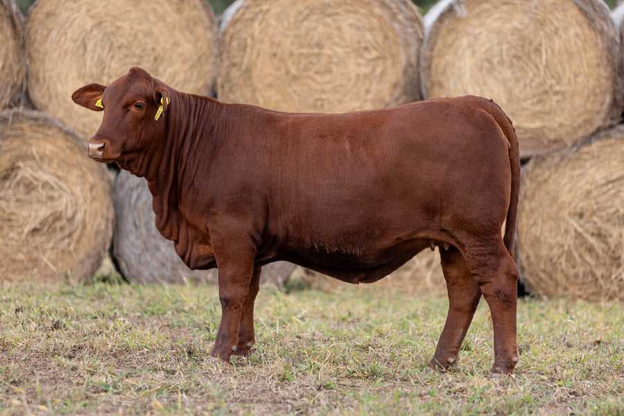 Lote LOTE 44