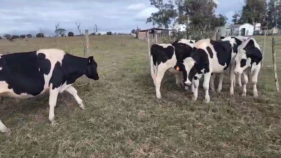 Lote 7 Novillos a remate en Pantalla Camy, San José