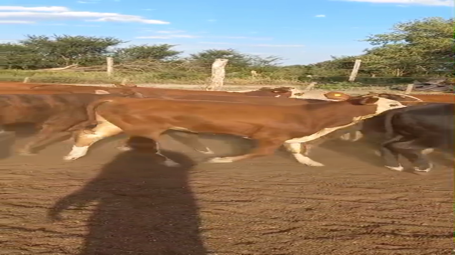 Lote 200 Terneros/as