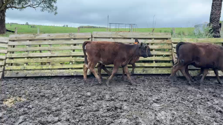 Lote TERNERAS