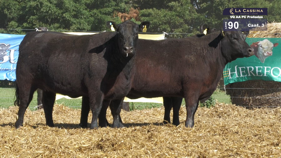 Lote VAQUILLONAS A. ANGUS PC PREÑADAS  PARICION OTOÑO NEGRAS