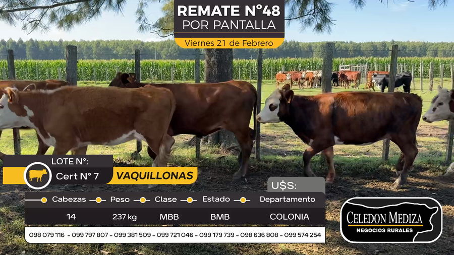 Lote 14 Vaquillonas  en Otra Localidad, Colonia