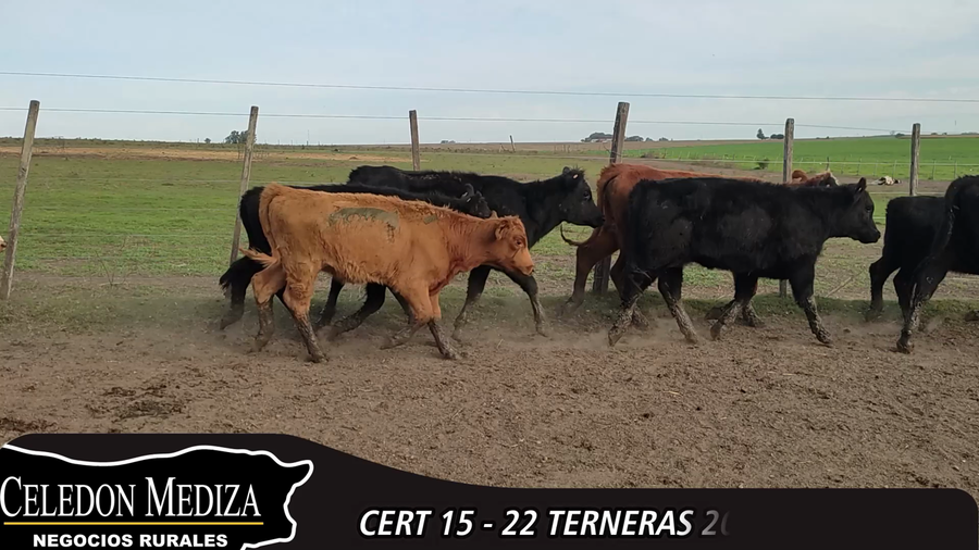 Lote 22 Terneros en Colonia