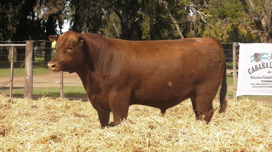 Lote TOROS PUROS CONTROLADOS