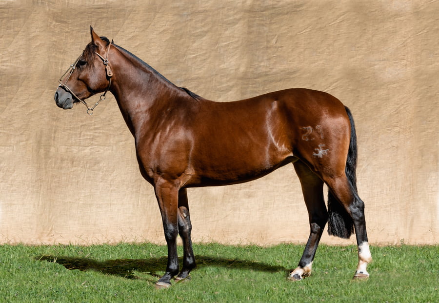 Lote GRECIA DA IGNES MARGARIDA RP 21