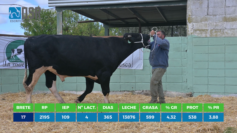 Lote Toros a remate en 11º Remate anual de Cabaña La Muesca, Florida