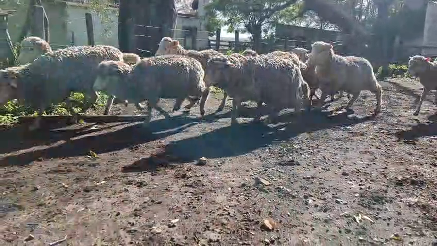 Lote BORREGOS-CAPONES