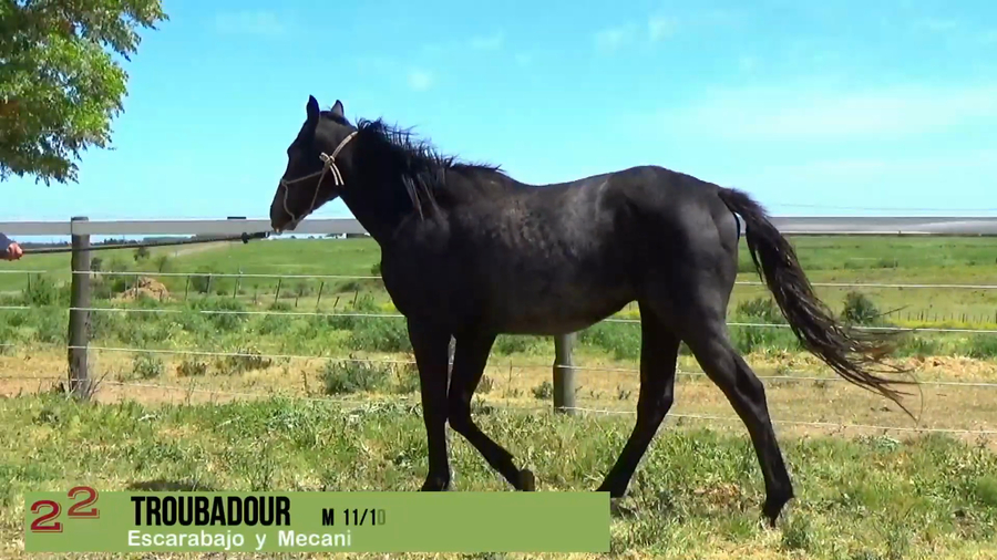 Lote TROUBADOUR