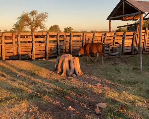 Lote 75 Terneras en Mariano I. Loza, Corrientes