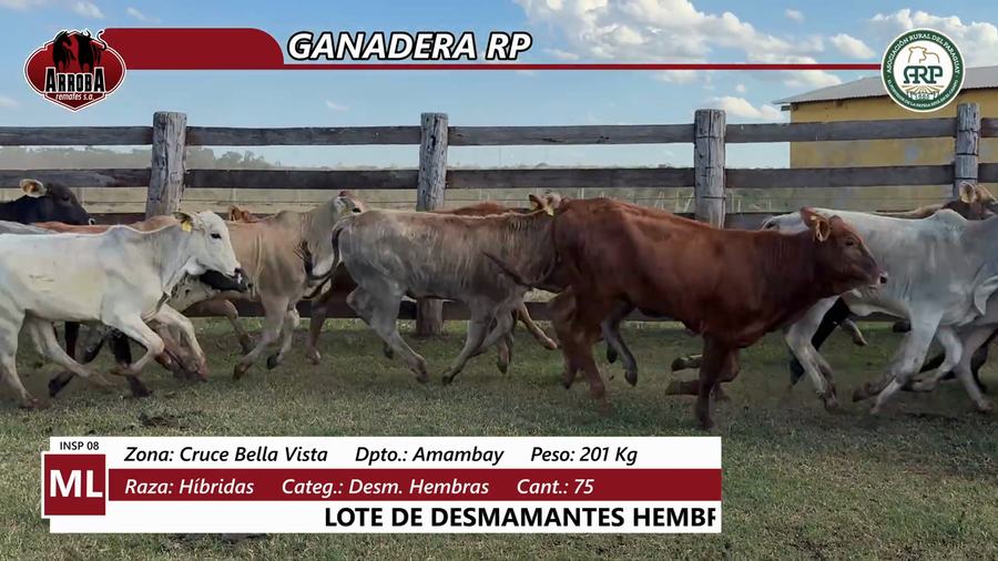 Lote GANADERA RP