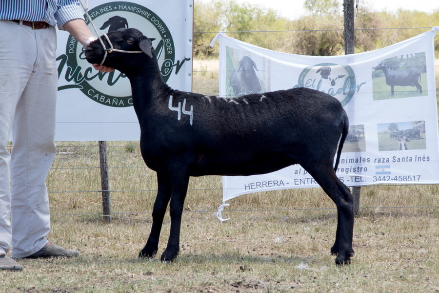 Lote OVINO STA. INES HEMBRA PPC