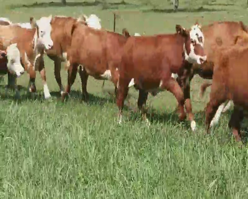 Lote 90 Terneras en Villaguay, Entre Ríos