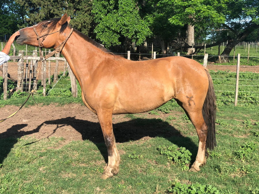 Lote DEL SILENCIO BRUMA