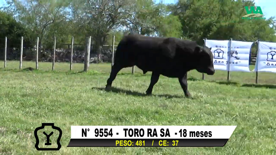 Lote TORO Nº 9554