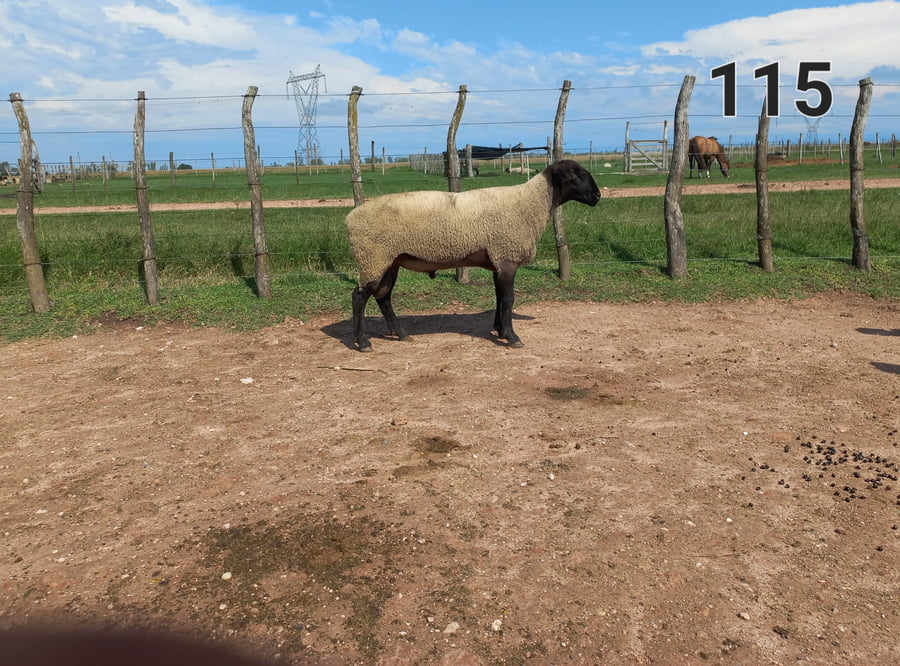Lote 5 Borregos SUFFOLK a remate en 1° Remate Virtual BALTASAR BRUM 90kg -  en CANGÜE. RUTA 3 KM 357