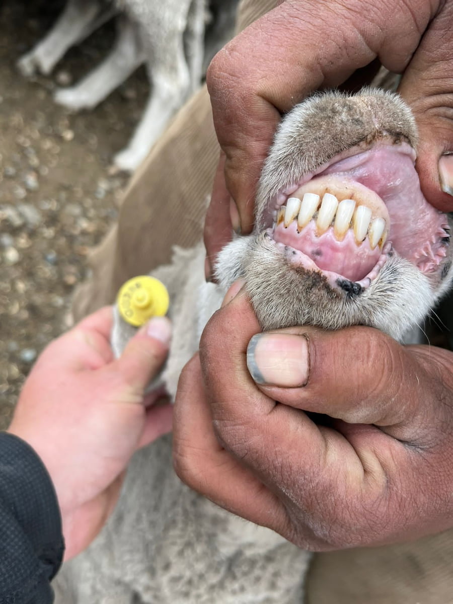 Lote BELLA VISTA SARA BRAUN