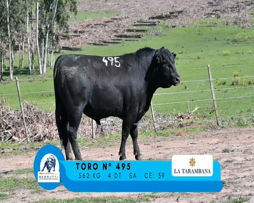 Lote TORO 495