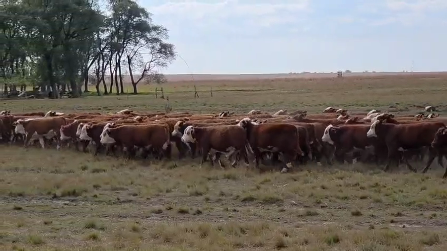 Lote 110 Terneros