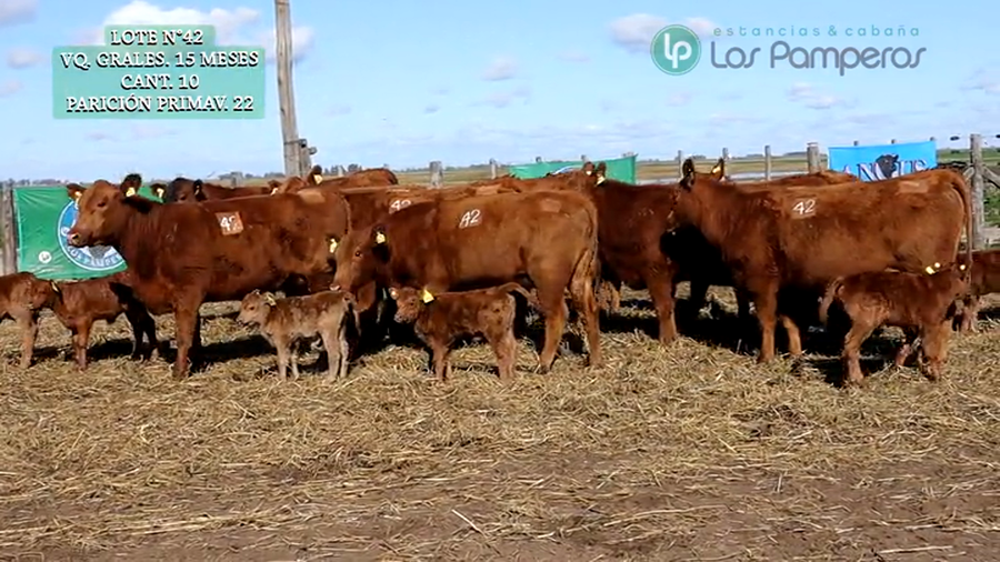 Lote VAQUILLONAS GENERALES 15 MESES - PREÑADAS - PARICION PRIMAVERA