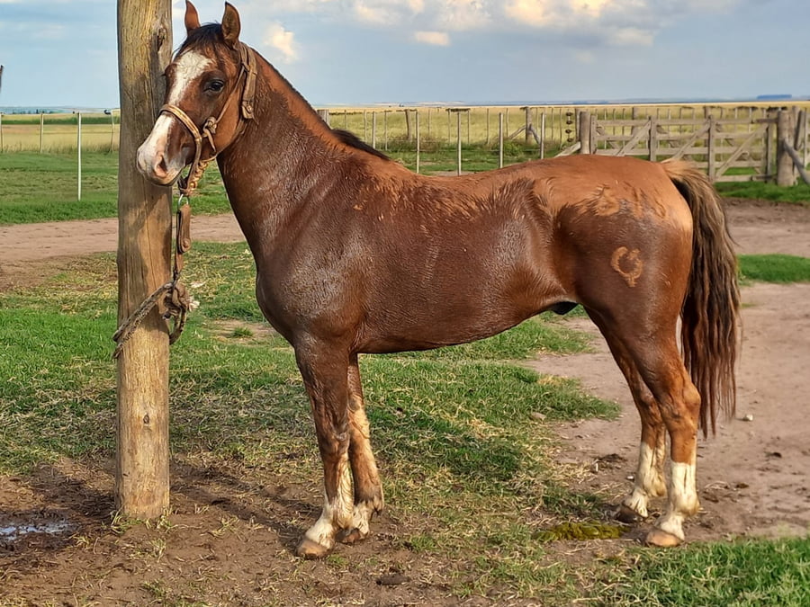 Lote Curahué Cordillerano