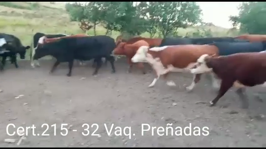 Lote VAQUILLONAS PREÑADAS