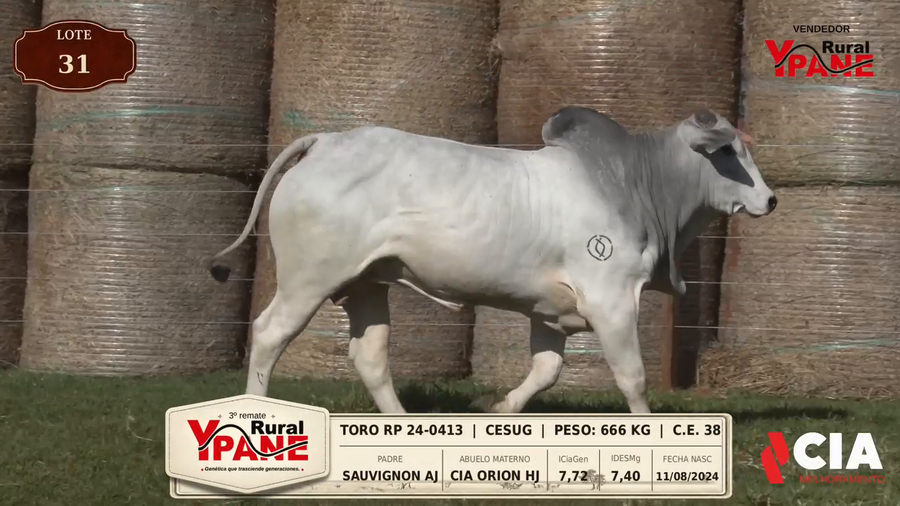 Lote Lote 31