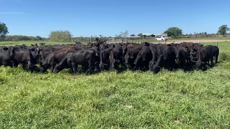 Lote 90 Terneras en Pirané, Formosa