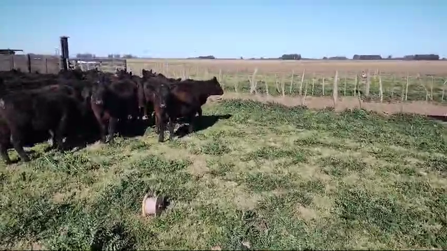 Lote 57 Terneras en Carlos Casares