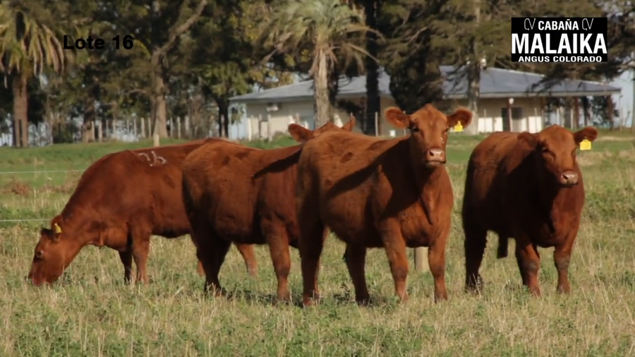 Lote "VAQUILLONAS PURA CONTROLADAS PREÑADAS ""CABAÑA MALAIKA"""