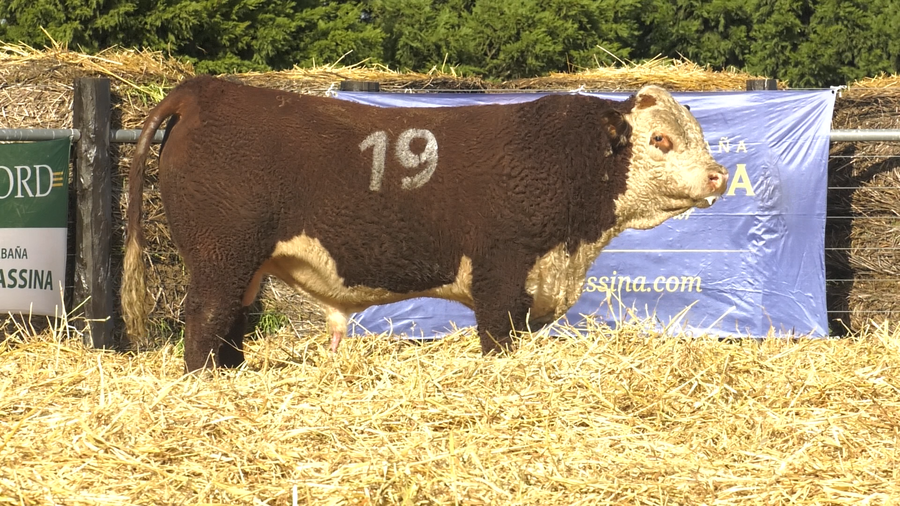 Lote TOROS P. HEREFORD PURO REGISTRADO