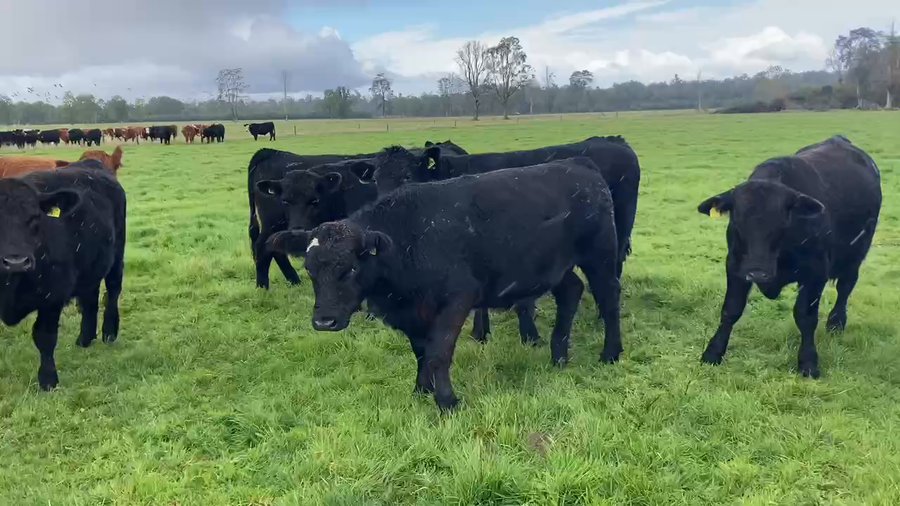 Lote 54 Novillo Engorda en Puerto Varas, X Región Los Lagos