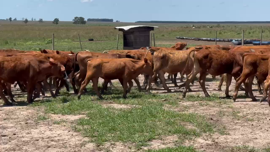 Lote 75 Terneros en Ituzaingó, Corrientes