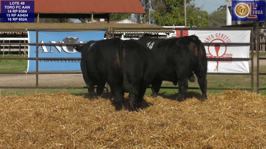 Lote TOROS ANGUS NEGROS PC